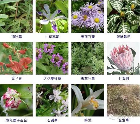 草的名字|草本植物(花卉)图鉴及常见问题大全